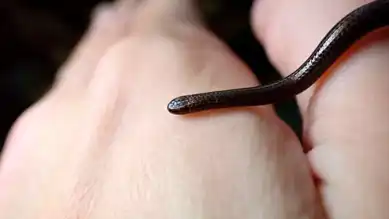 Dünyanın En Küçük Yılanı Yeniden Keşfedildi!