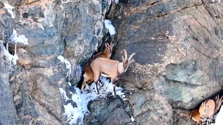 Munzur Dağları'ndaki Yaban Keçileri Dronla İzlendi